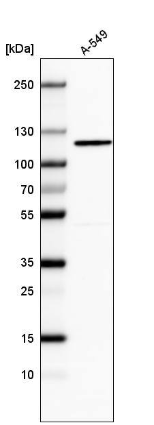 Analysis in human cell line A-549.