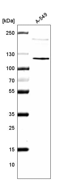 Analysis in human cell line A-549.