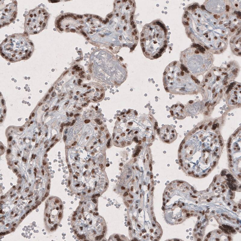 Staining of human placenta shows strong nuclear immunoreactivity in trophoblast.