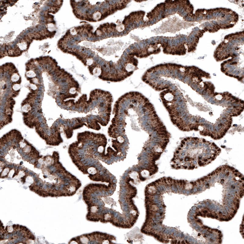 Staining of human duodenum shows strong granular cytoplasmic immunoreactivity in glandular cells.