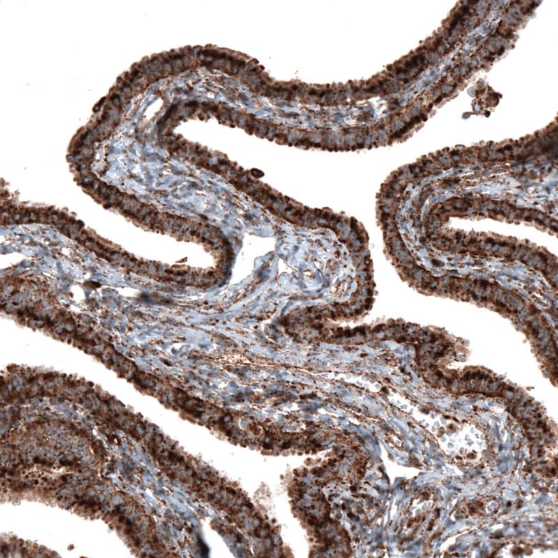 Staining of human fallopian tube shows strong granular cytoplasmic positivity in glandular cells.