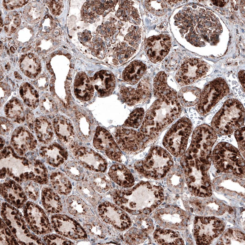 Staining of human kidney shows strong granular cytoplasmic positivity in renal tubules and glomeruli.