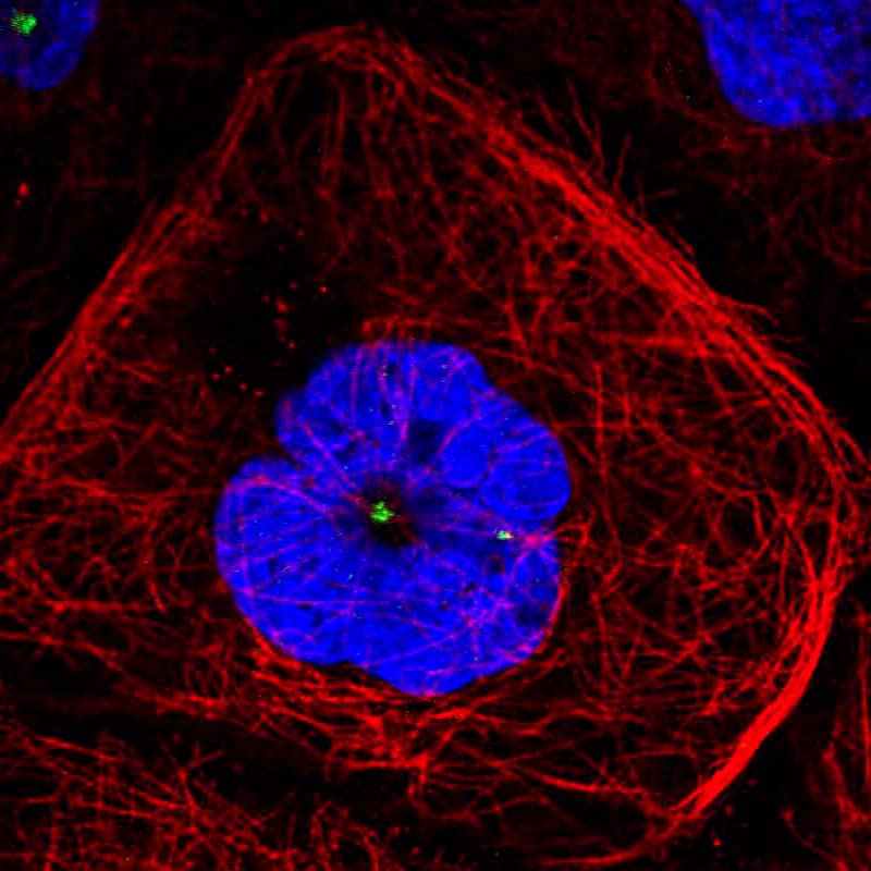 Staining of A431 cells using the anti-CDK5RAP2 monoclonal antibody) .