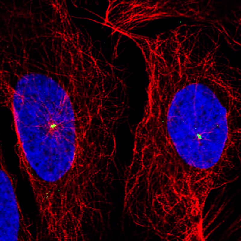 Staining of U2OS cells using the anti-CDK5RAP2 monoclonal antibody) .