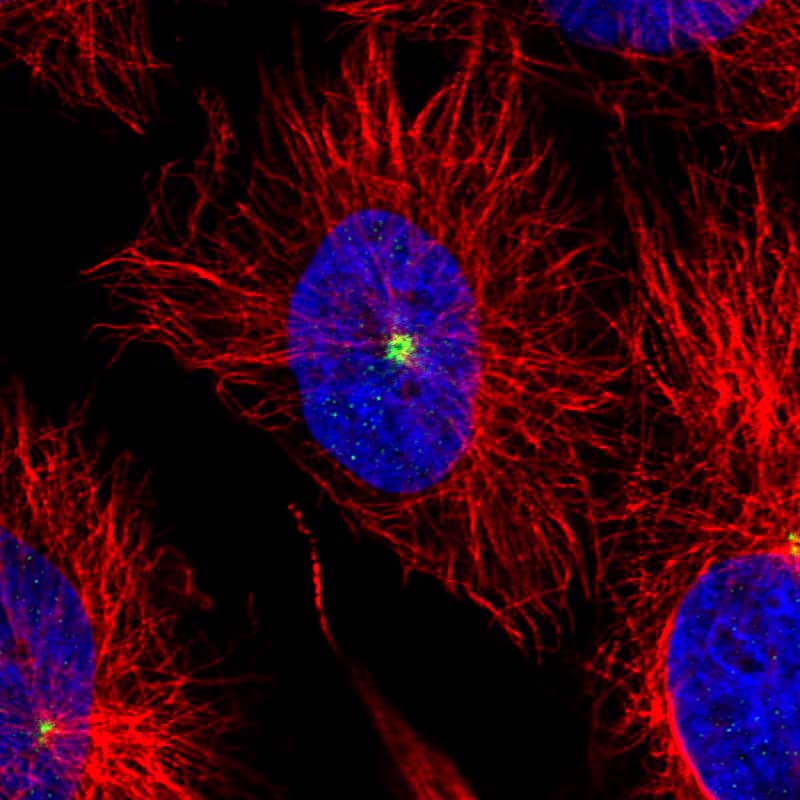 Staining of U251 cells using the anti-CDK5RAP2 monoclonal antibody) .