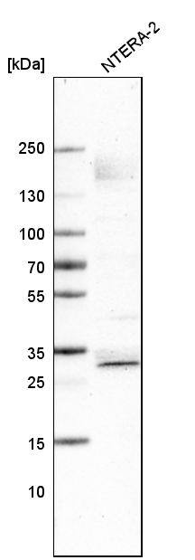 Analysis in human cell line NTERA-2.