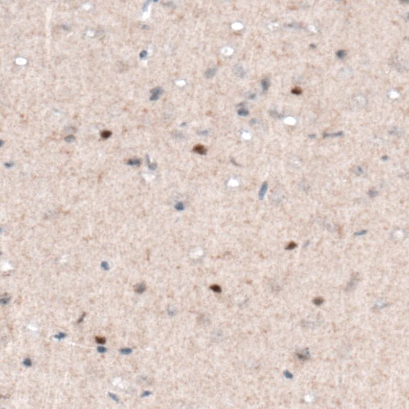 Staining of mouse cerebral cortex shows nuclear positivity in a subset of cells.