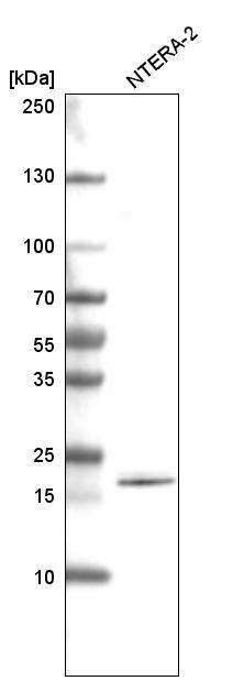 Analysis in human cell line NTERA-2.