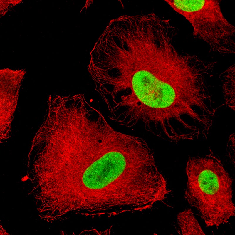 Staining of U-251 cells, showing specific staining in the nucleoplasm in green. Microtubule- and nuclear probes are visualized in red and blue, respectively (where available).