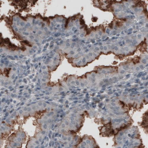 Staining of human endometrium shows strong immunoreactivity in apical membranes of glandular cells.
