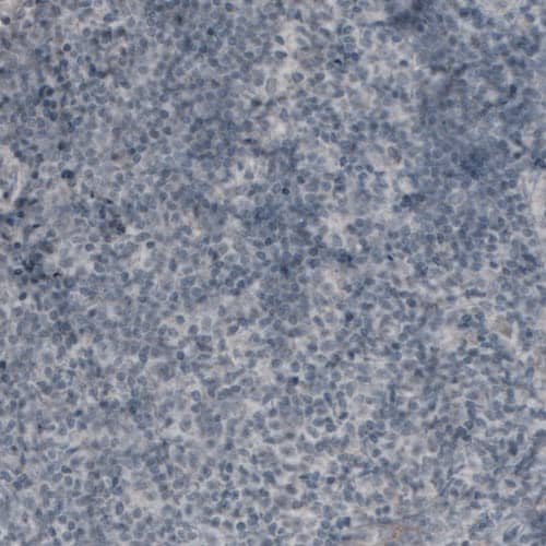 Staining of human tonsil shows absence of immunoreactivity as expected (negative control).