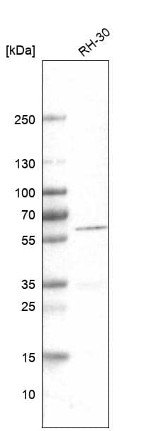 Analysis in human cell line RH-30.