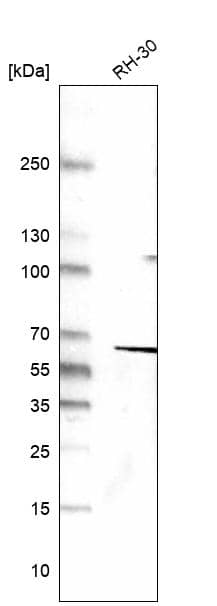 Analysis in human cell line RH-30.