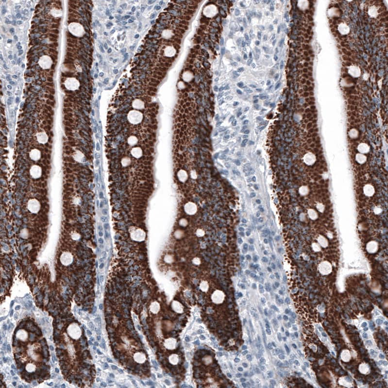 Staining of human duodenum shows strong granular cytoplasmic positivity in glandular cells.