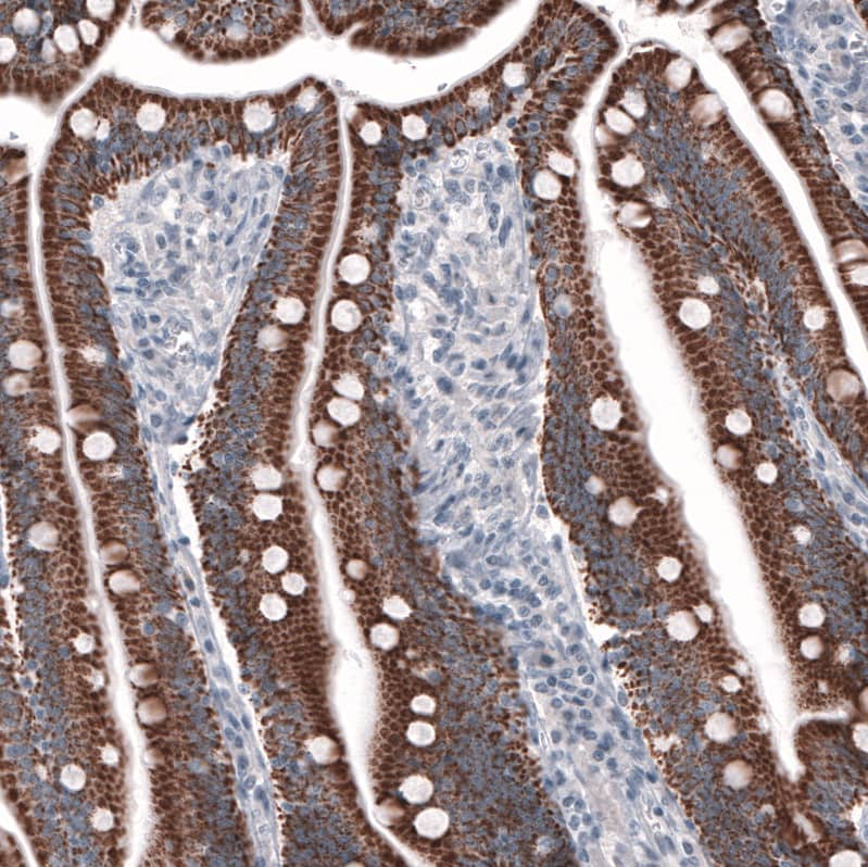 Staining of human duodenum shows strong granular cytoplasmic positivity in glandular cells.