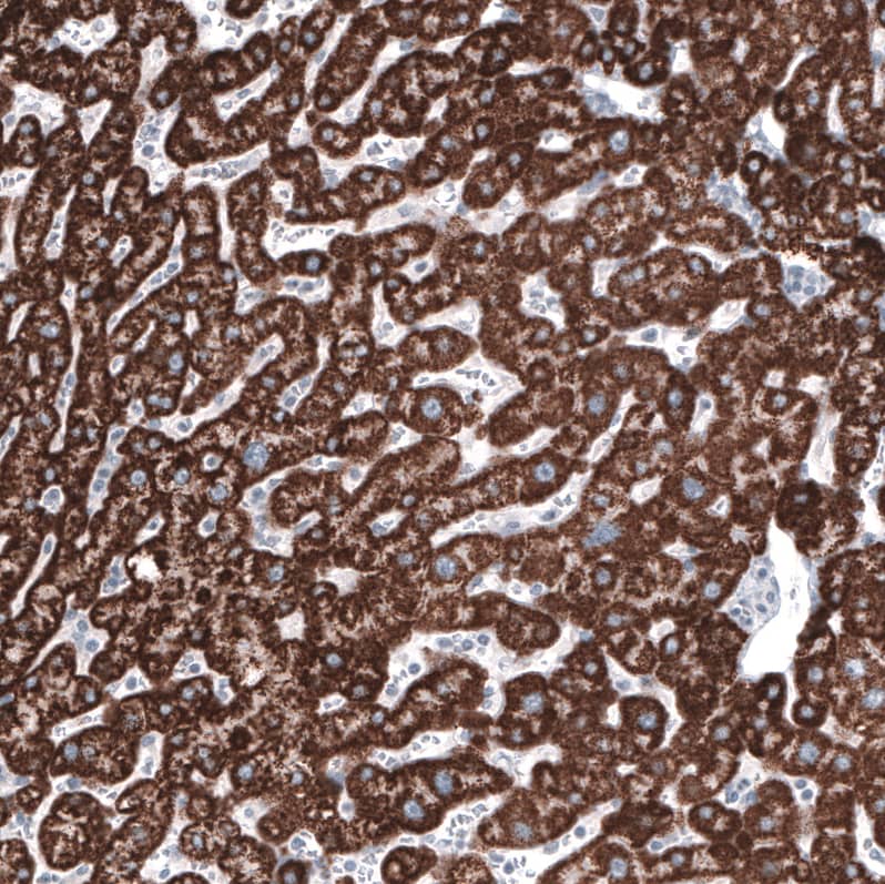Staining of human liver shows strong granular cytoplasmic  positivity in hepatocytes.