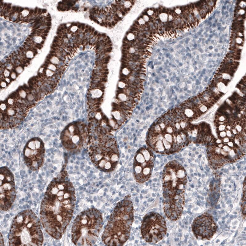 Staining of human small intestine shows strong granular cytoplasmic positivity in glandular cells.