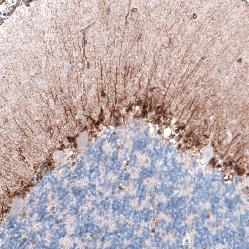Staining of human cerebellum shows moderate cytoplasmic immunoreactivity in a subset of neuronal cells.