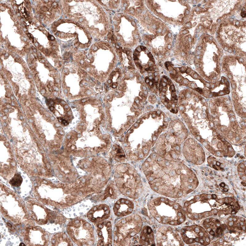 Staining of human kidney shows moderate to strong cytoplasmic immunoreactivity in renal tubules.