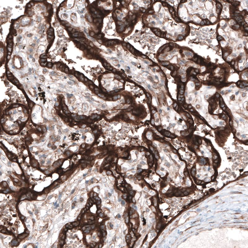 Staining of human placenta shows strong cytoplasmic immunoreactivity in trophoblast.