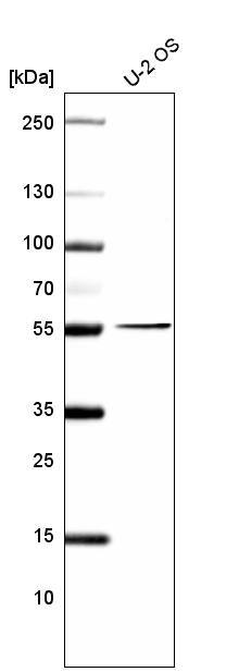 Analysis in human cell line U-2 OS.