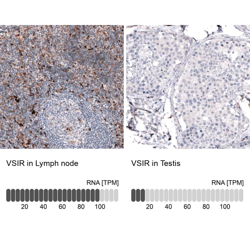 Analysis in human lymph node and testis tissues using NBP3-44112 antibody. Corresponding VISTA/B7-H5/PD-1H RNA-seq data are presented for the same tissues.
