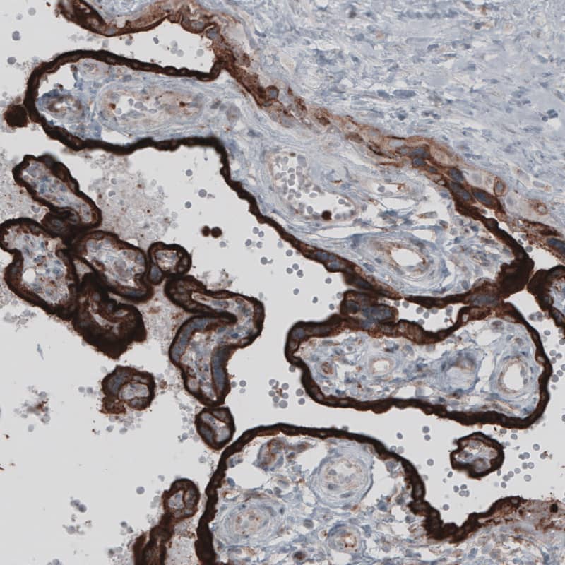 Staining of human placenta shows strong cytoplasmic immunoreactivity in trophoblast.