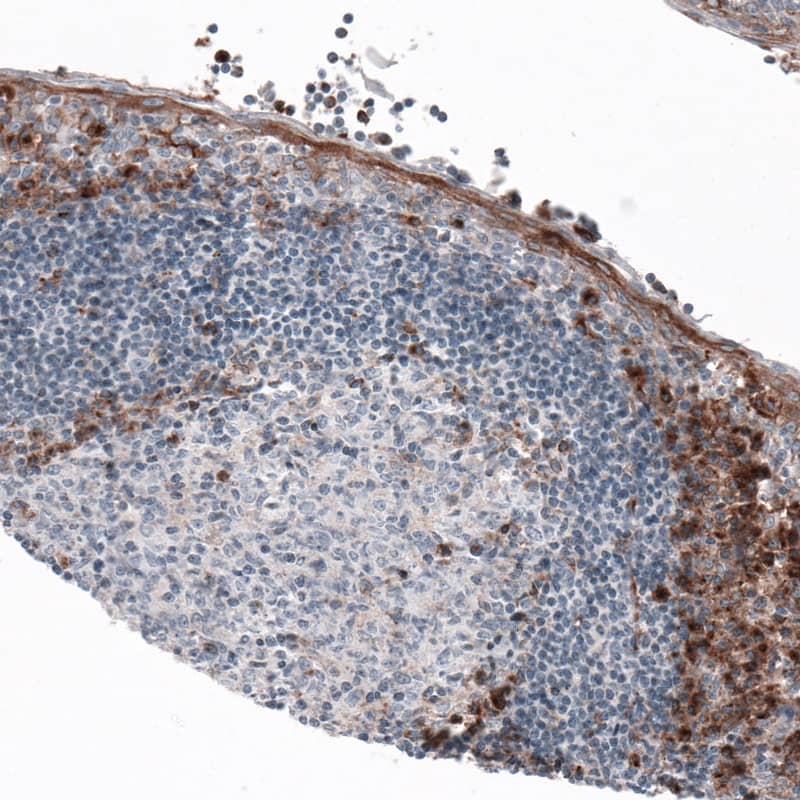 Staining of human tonsil shows immunoreactivity in a subset of lymphoid and epithelial cells.