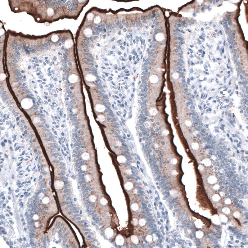 Staining of human duodenum shows strong positivity in  apical membrane of glandular cells.