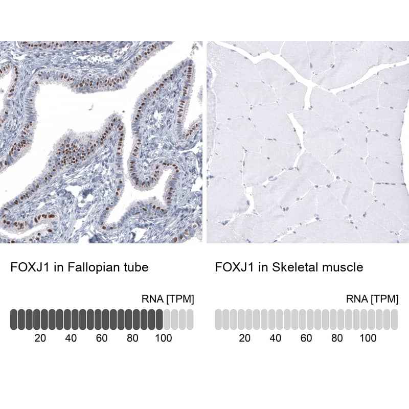 Analysis in human fallopian tube and skeletal muscle tissues using NBP3-44120 antibody. Corresponding FoxJ1/HFH4 RNA-seq data are presented for the same tissues.