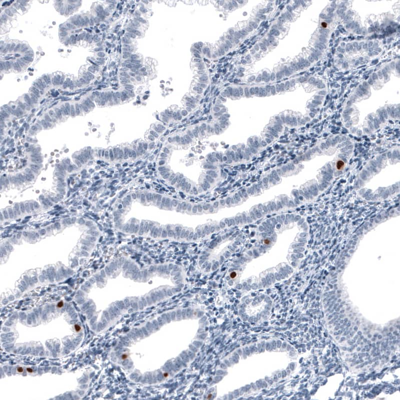 Staining of human endometrium shows strong nuclear positivity in a subset of glandular cells.