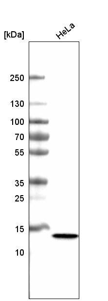 Analysis in human cell line HeLa.