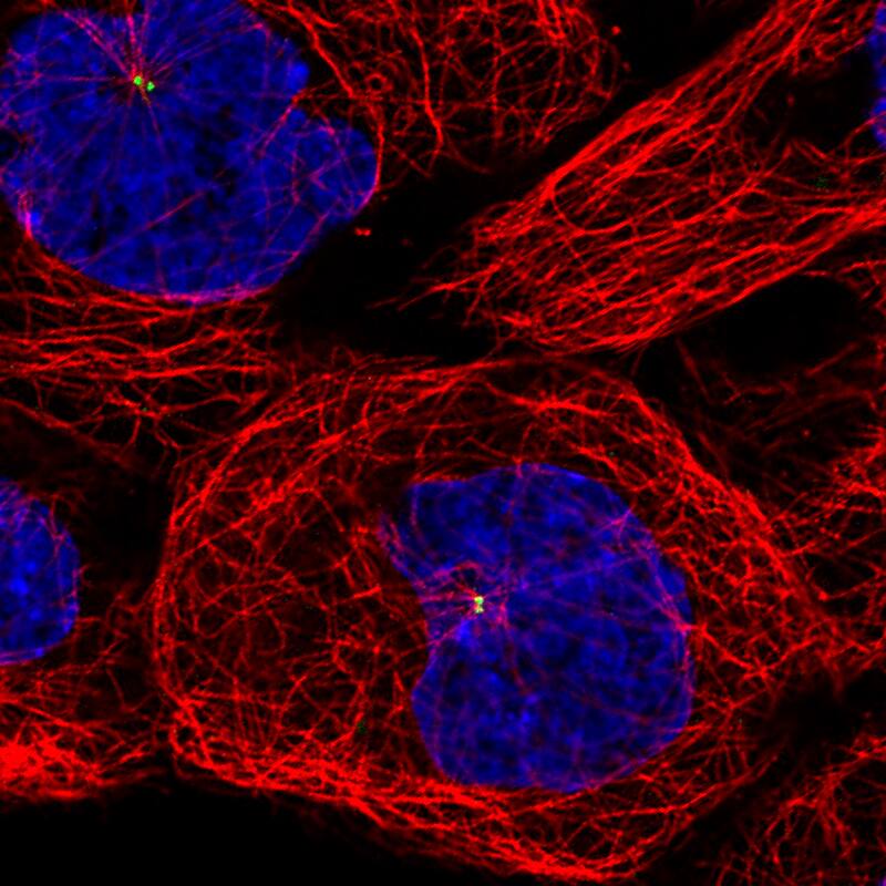 Staining of U251 cells, showing specific staining of the centrosome in green. Microtubule- and nuclear probes are visualized in red and blue, respectively (where available).