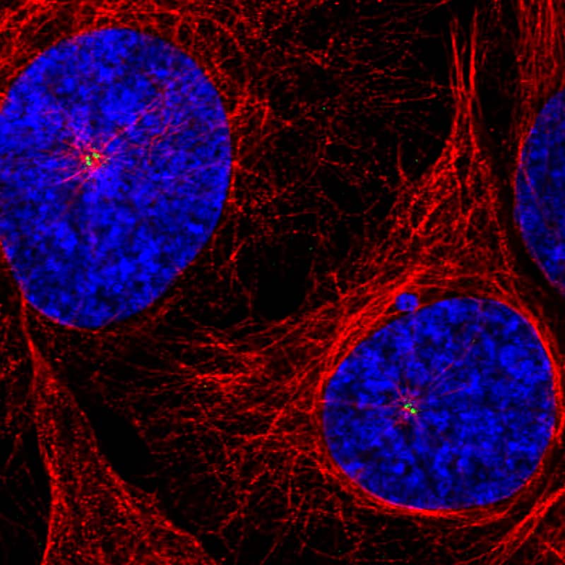 Staining of U2OS cells using the anti-CEP350 monoclonal antibody) .