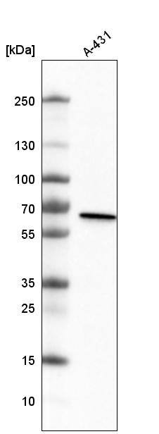 Analysis in human cell line A-431.