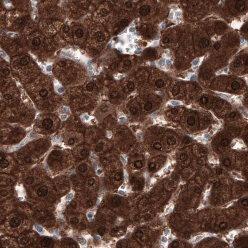 Staining of human liver shows strong immunoreactivity in hepatocytes.