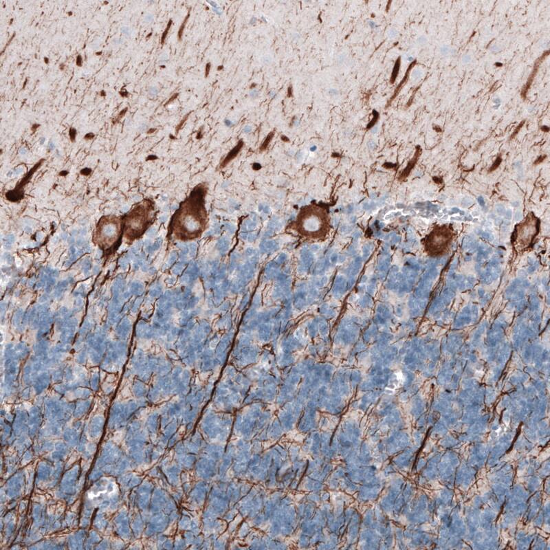 Staining of human cerebellum shows strong cytoplasmic immunoreactivity in cell bodies and proximal dendrites of Purkinje cells.