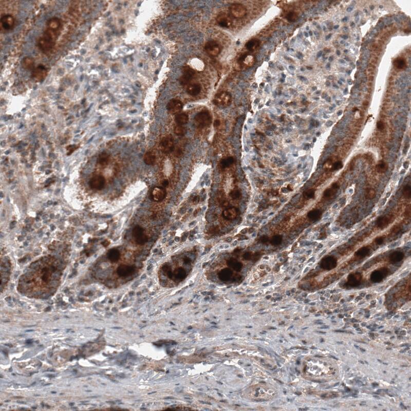 Staining of human duodenum shows strong cytoplasmic immunoreactivity in glandular cells.