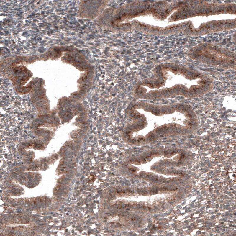 Staining of human endometrium shows cytoplasmic positivity in glandular cells.