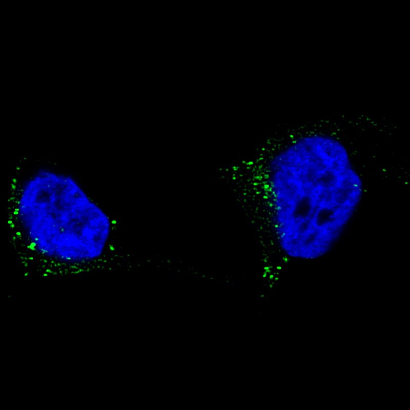 Staining of SK-MEL-30 cells using the Anti-TYRP1 monoclonal antibody) .