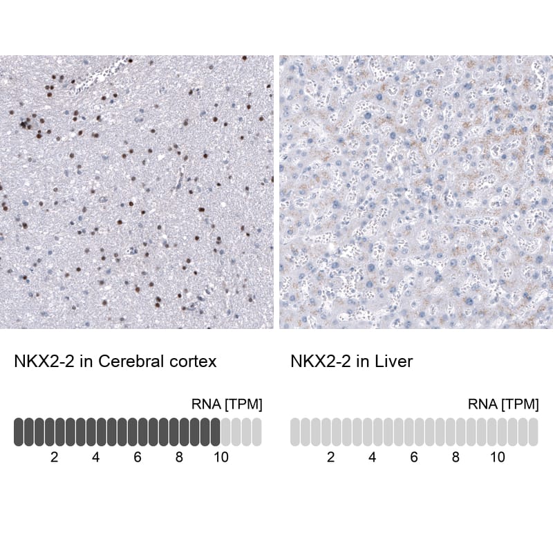 Analysis in human cerebral cortex and liver tissues using NBP3-44133 antibody. Corresponding NKX2.2 RNA-seq data are presented for the same tissues.
