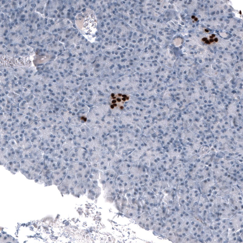 Staining of human Pancreas shows strong nuclear positivity in islets of Langerhans.
