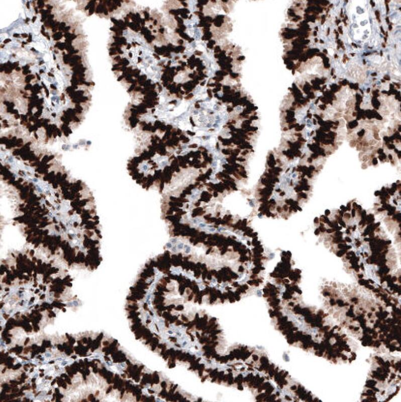 Staining of human Fallopian tube shows strong nuclear positivity in glandular cells.