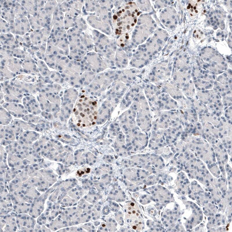 Staining of human pancreas shows moderate to strong nuclear positivity in Langerhans cells.