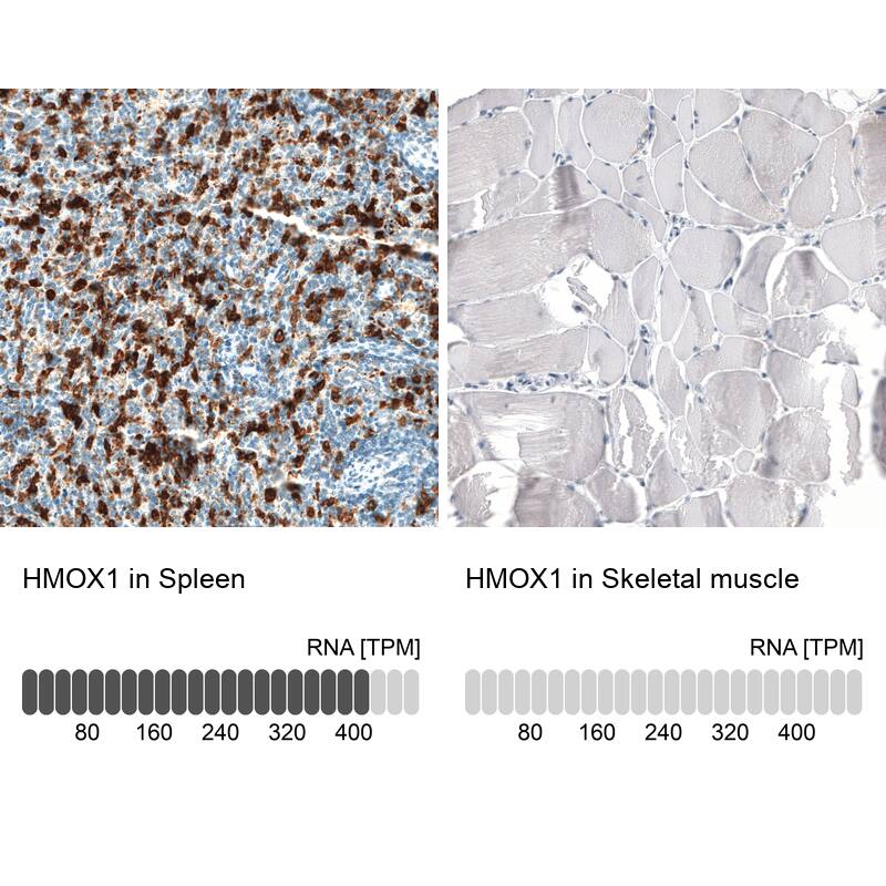 Analysis in human spleen and skeletal muscle tissues using NBP3-44138 antibody. Corresponding HO-1/HMOX1/HSP32 RNA-seq data are presented for the same tissues.