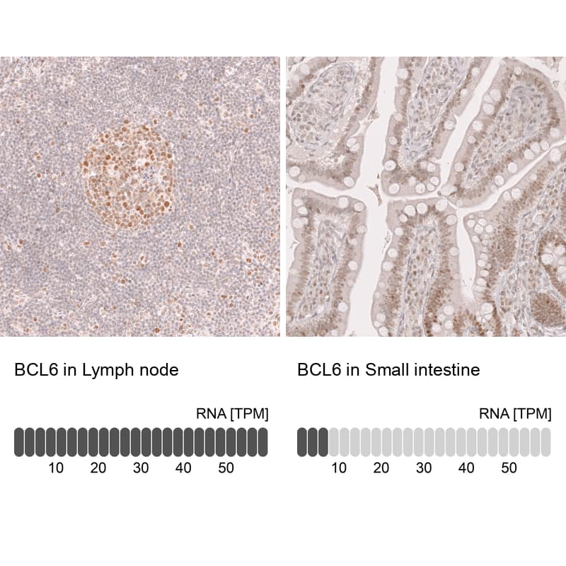 Analysis in human lymph node and small intestine tissues using NBP3-44142 antibody. Corresponding Bcl-6 RNA-seq data are presented for the same tissues.