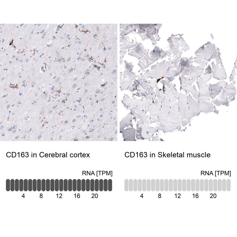 Analysis in human cerebral cortex and skeletal muscle tissues using NBP3-44148 antibody. Corresponding CD163 RNA-seq data are presented for the same tissues.