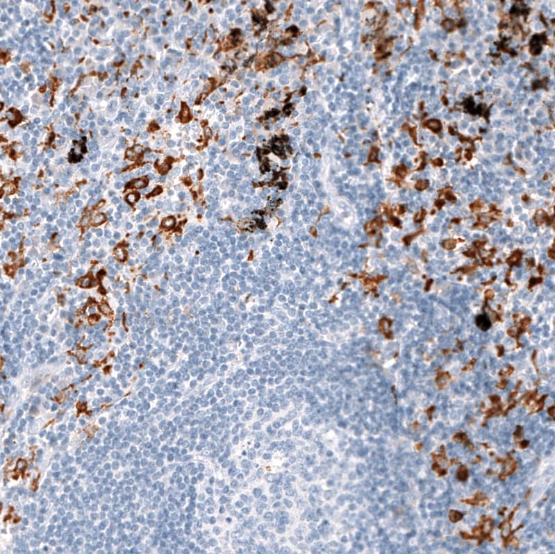 Staining of human lymph node shows strong cytoplasmic positivity in non-germinal center cells.