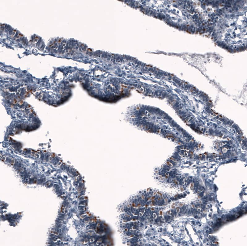 Staining of human fallopian tube shows strong positivity in cilia in glandular cells.