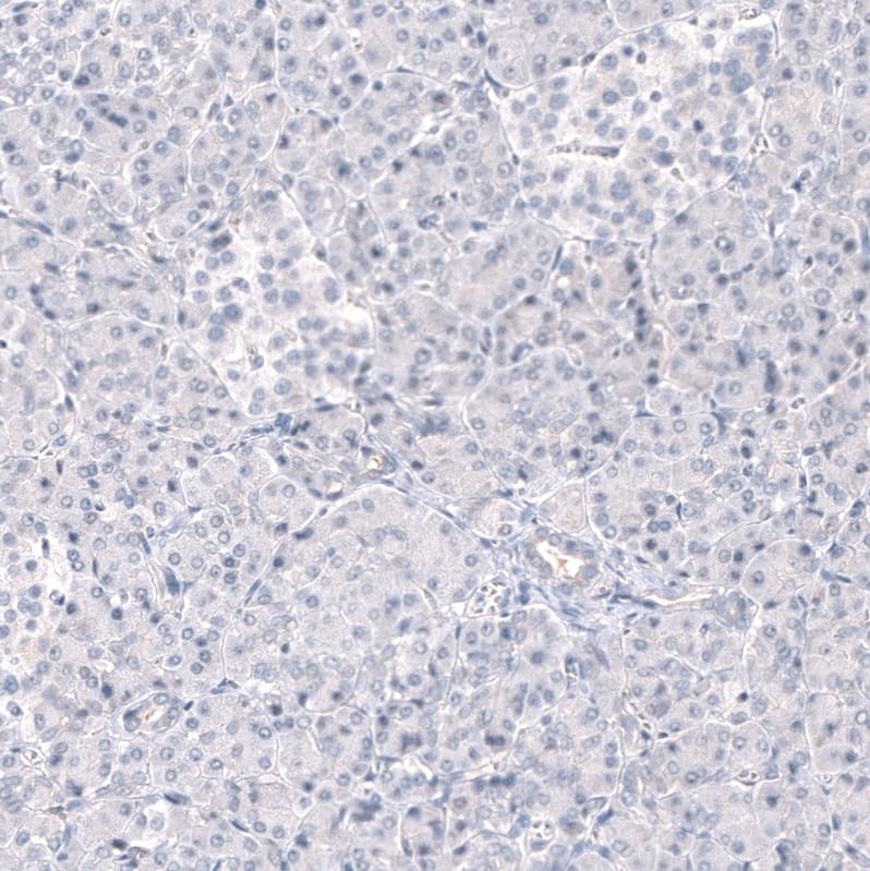 Staining of human pancreas shows no positivity in exocrine glandular cells as expected.